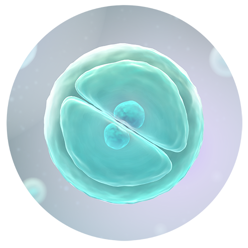 Disease Processes